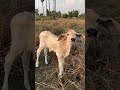 Morning with babe cow #cow #shorts