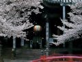 John Williams 　"さくら"の主題による変奏曲　 Sakura Variations