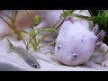 Axolotl et bbs guppy  eublepharis