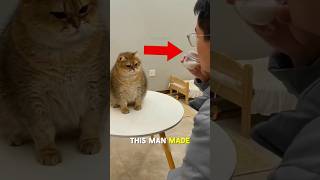 Mom Cat Really THOUGHT He Was Her Kitten