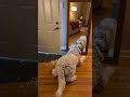 Wait Until He Sees It ❄️ #dog