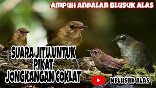 Suara Pikat Dan masteran  Burung Cingcoang  Terbaik Dan Terbaru 2022