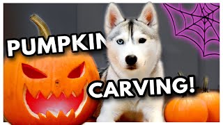 PUMPKIN CARVING with my HUSKY! | Does she like pumpkin?