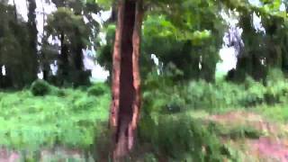 Tree VS. Exploding Target