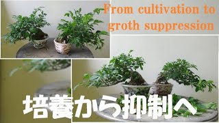 Bonsai Workshop Haruka #368 [Pruning of miscellaneous trees] From