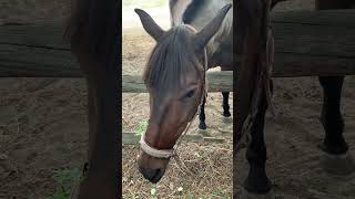 Лошадь Маруся хрустит морковкой и ждет друзей!