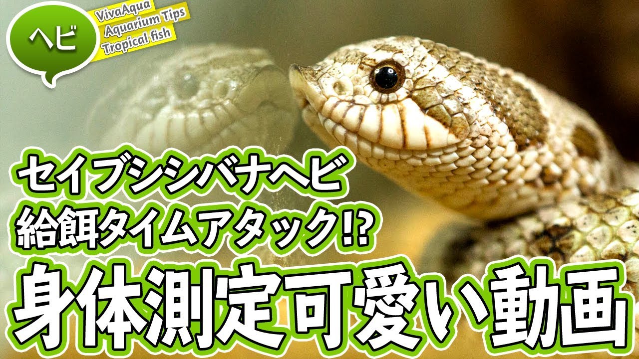 ゲベ　ソフビ　バナナ　ナメクジ　希少 ゲベ ソフビ バナナ ナメクジ 希少 - メルカリ