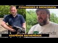 ЛУКАШЕНКО, АЗАРЁНОК И БИОКОМАРЫ