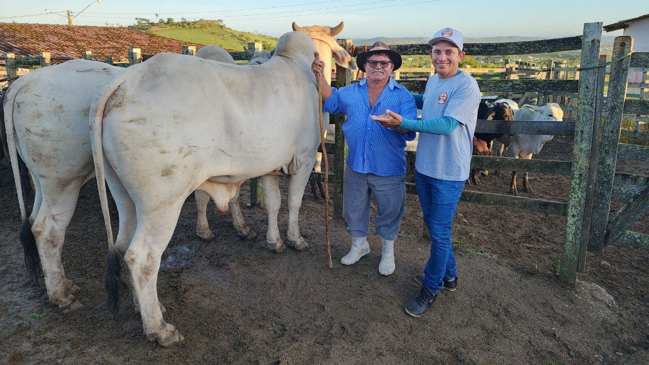 FEIRA DO GADO DE JOÃO ALFREDO - PE 08/07/2024 SÓ OS TOPS