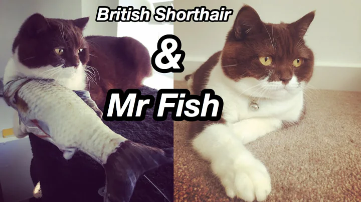 Video 730761: chocolate british shorthair cat, cat fish