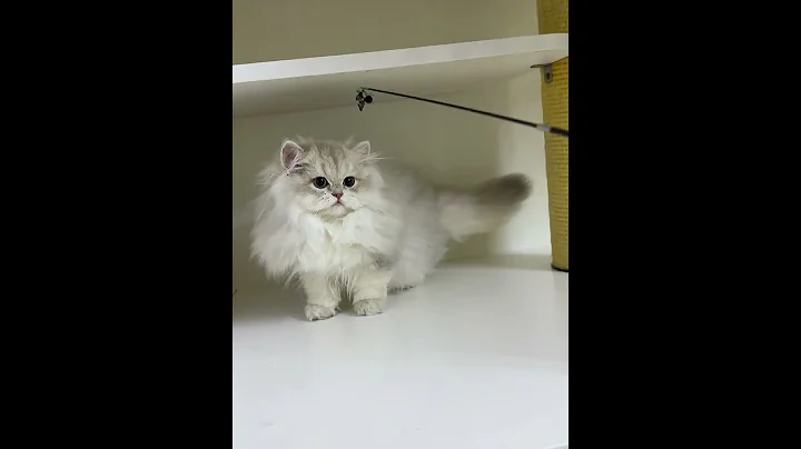 Video 11690351: british shorthair longhair kittens, british longhair cat kittens, british longhair golden kitten, british longhair blue kitten, cattery