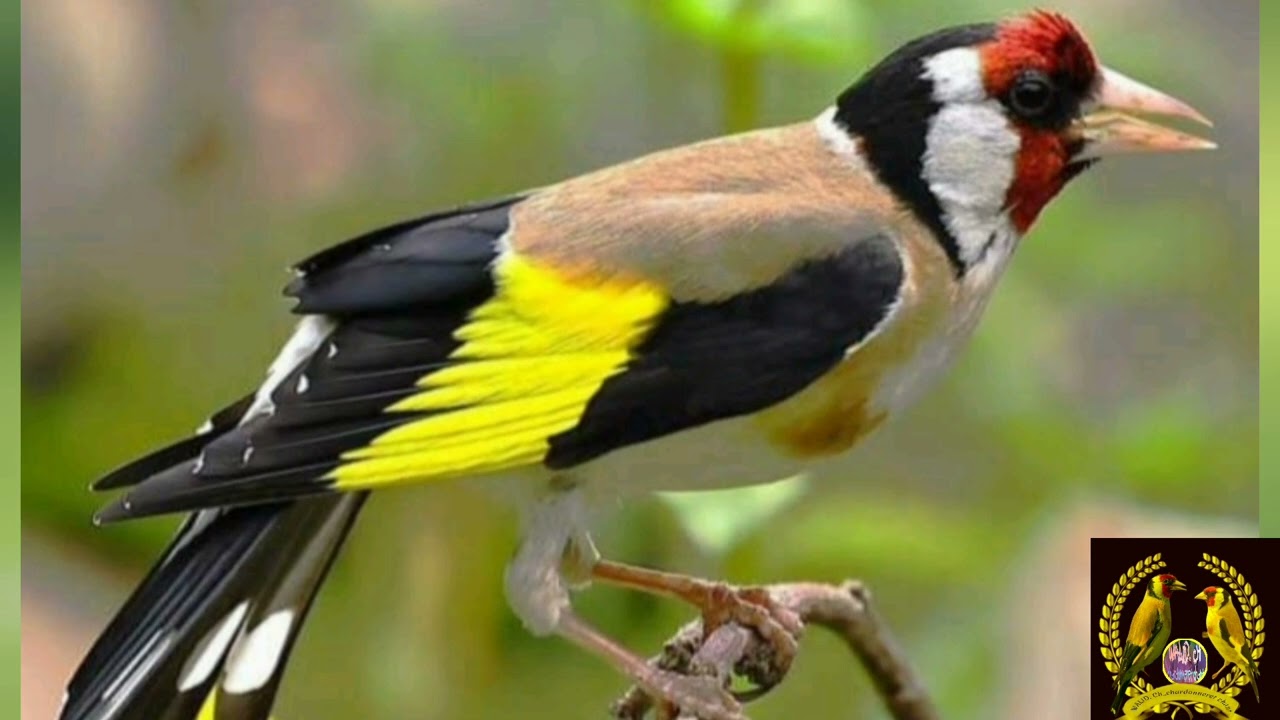 #تغريد_الحسون_المقنين_البري_بإمتياز_درجة عالية مشاء الله يريح السمع ♕♕♛♛♡♡♡♕♕♕♕♕