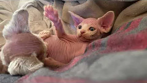 Video 11579311: devon rex, sphynx kitten, kitten silver