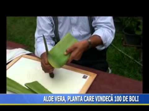 ALOE VERA - planta care vindeca 100 de boli