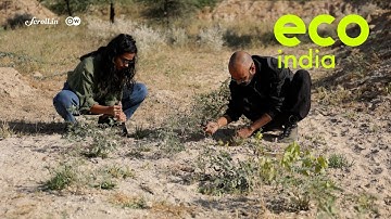 Eco India: Why native plant species are more reliable to regenerate forests