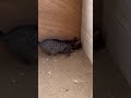 Cat guard hen and her eggs