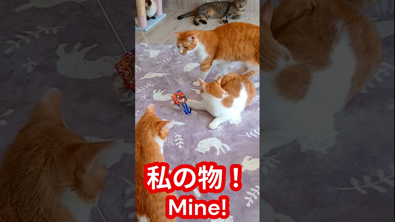 本能で動く猫達 Cats acting on instinct - YouTube