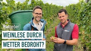 Grape harvest in the Rheingau | The Counselors Grape harvest in the Rheingau | The Counselors