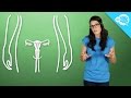 How Do IUDs Work?