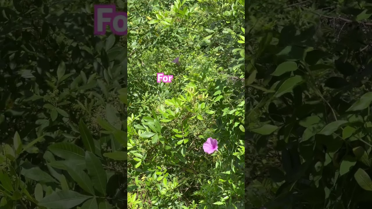 The weather in Florida is confusing! 