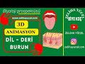Dil - Deri - Burun 3D Animasyon #ayt #sistemler