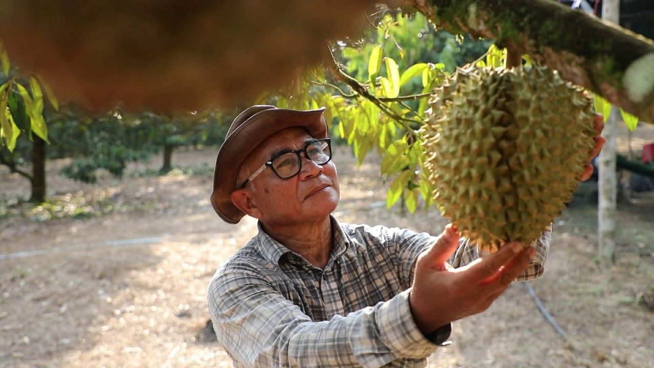 รวมกลุ่มทุเรียนคุณภาพ ต่อรองตลาด คนสามจังหวัดกำหนดราคาราชาทุเรียนชายแดนใต้ | เดอะชุมชนคนพึ่งตนเอง