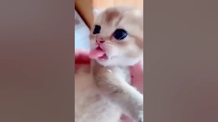 Video 6058241: cutest cat dogs pets, cats dogs pets funniest, cat funny pets dog, cat dog pets cute, funny cats dogs clean, laugh clean funny cat