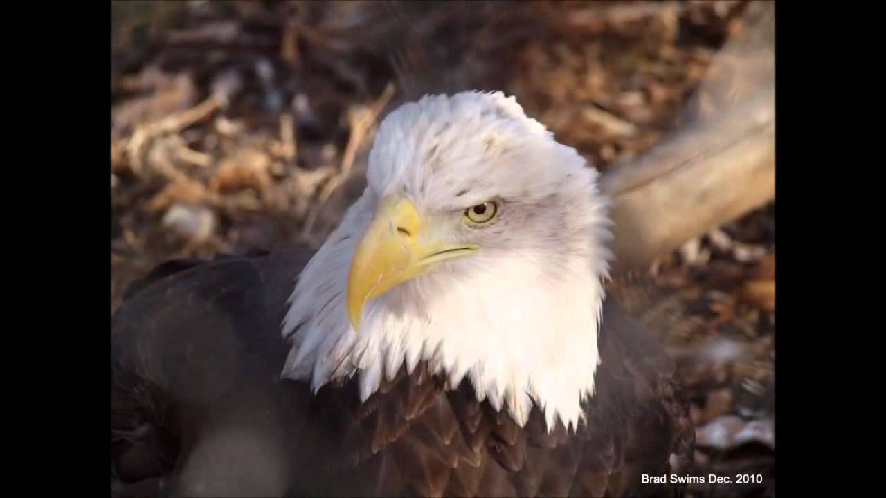 Don't Tread on US - Mirror from MrToeTagger372
