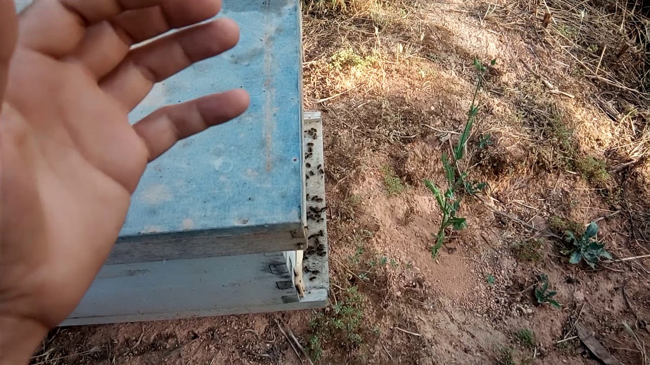 الدرس 72// كيف تعرف أن نحلك بدأ يخزن العسل ؟؟ ملاحظات و توجيهات // منحل أمين ولدسعيد