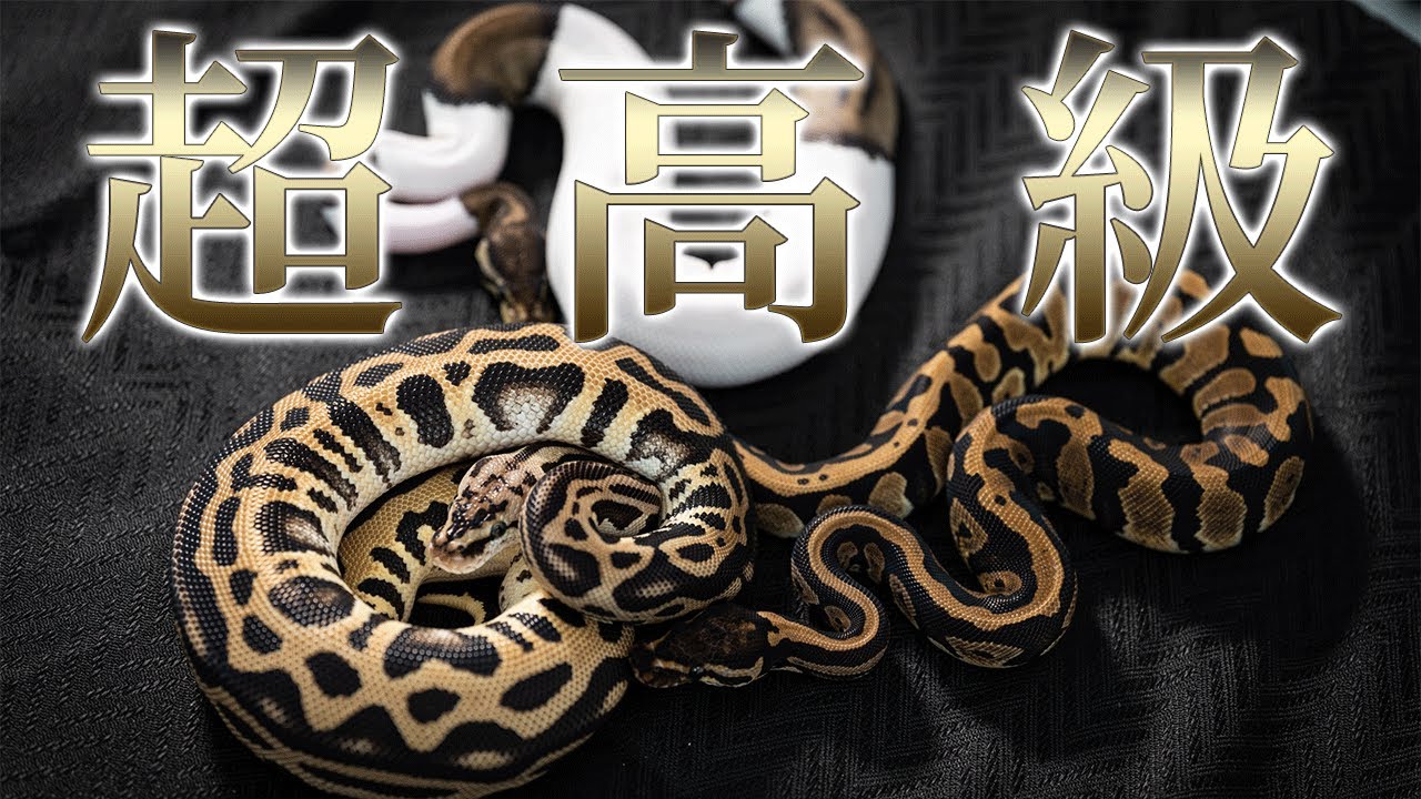 うちの高級ヘビ3匹を紹介します｜ボールパイソン | ボールパイソン専門