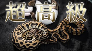 I'll Introduce Our Three High-End Snakes｜Ball Python Morph List