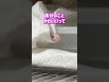 【悶絶】白蛇の可愛い映像