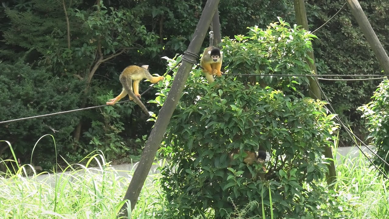 ボリビアリスザル 東武動物公園 年9月18日 Youtube