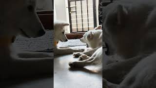 #dog #entertainment #petlove #pets #music #viral