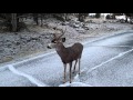 Hand feeding wild deer strawberries.