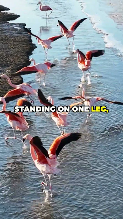 Are You Flamboyant Enough? #funfacts #amazing #amazingfacts #learning #didyouknow #braingain