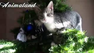 Cats Funniest Video #12 - Funny and Cute Pets by Animaland 115 views 3 years ago 5 minutes, 32 seconds