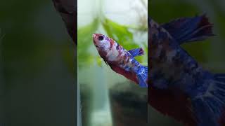 half moon beta fish subscribe for more fish video