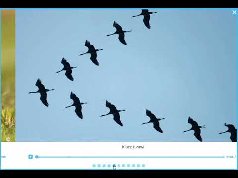 Wideo: Jakie Są Ptaki Wędrowne