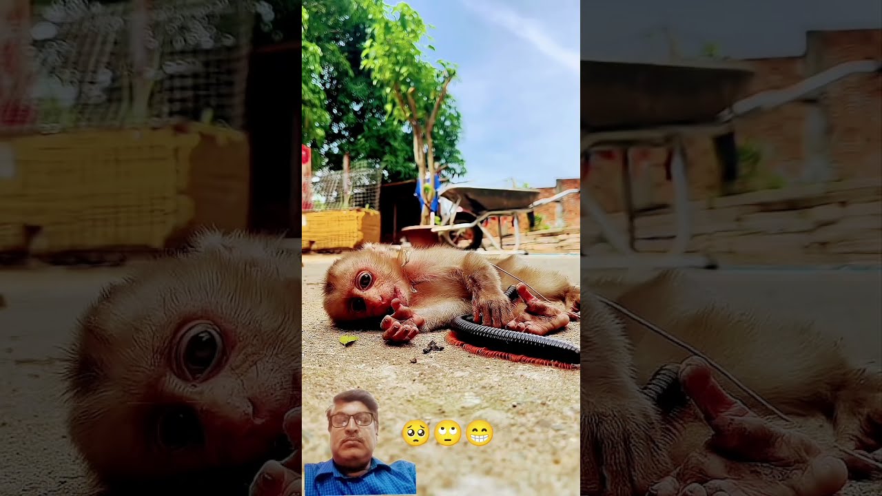 Watching This Monkeys Shocked Reaction When Millipede Crawls Near Him Shorts
