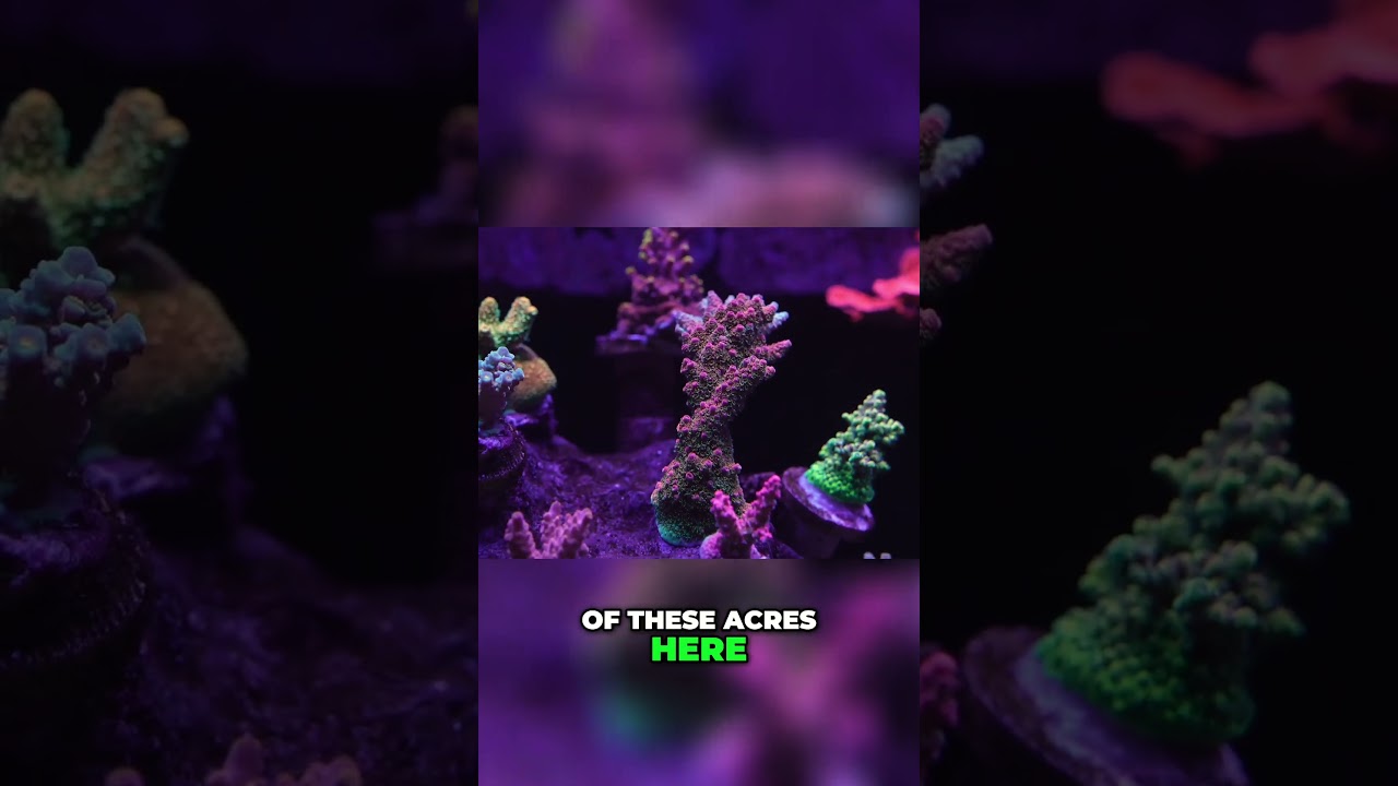 Revamping Your SPS  Transforming Your Space into an Oasis