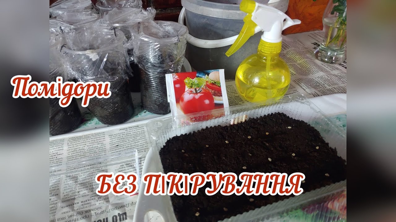 СІЄМО  ПОМІДОРИ  БЕЗ ПІКІРУВАННЯ  //  Вирощування розсади.