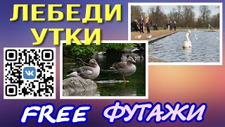 Футажи Лебеди Утки для видеомонтажа FREE Background