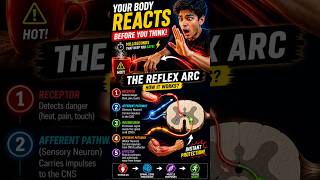Reflex arc - pain reflex #shorts #reels #pain #uk #health #nursing