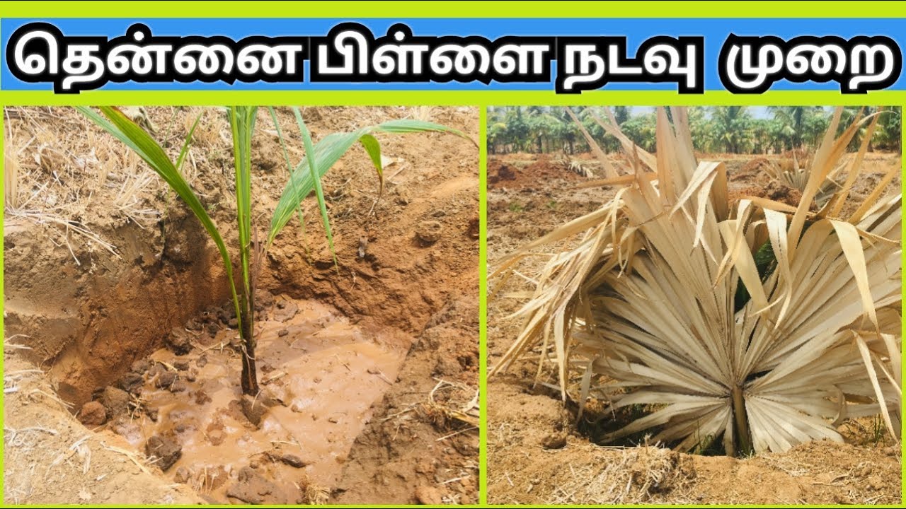 தென்னை பிள்ளை நடவு முறை/Coconut Planting/How to Plant