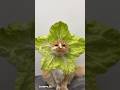 Cute cat dance 😺 #reels #cat #catvideos #funnycatvideos #shorts #trendingshorts #ytcat #funny #cute