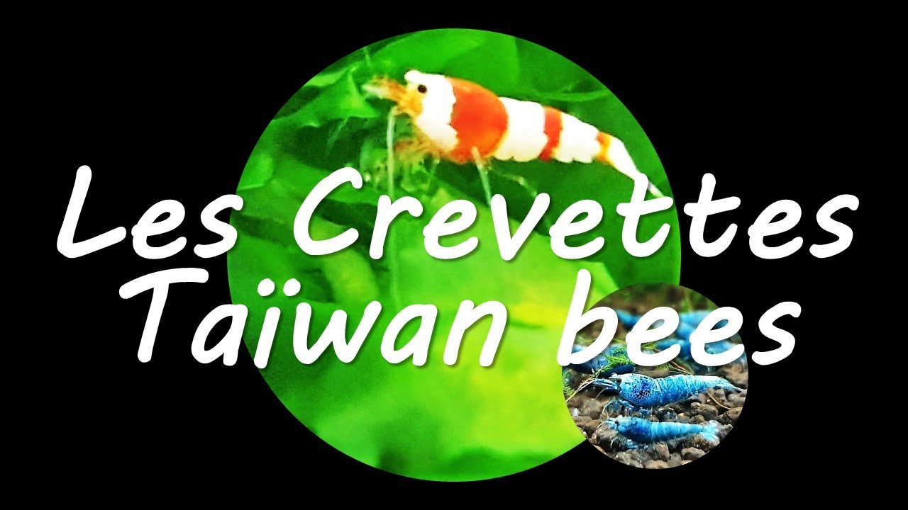 6 Crevettes abeilles de Taïwan (Caridina cantonensis taiwan bee) 🦠🦠🦠