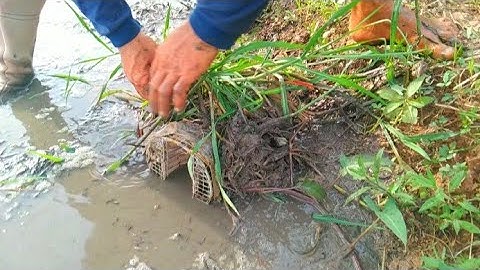 Đặt Lợp Ếch Mồi Cá Sống Dưới Mương Xã Nước /Út Miền Tây