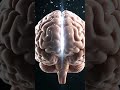 The human brain #anatomy