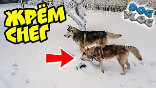 DOGVLOG: ХАСКИ ЖРЁТ СНЕГ (Хаски Бандит) Говорящая собака